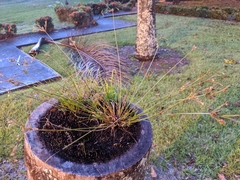 Fimbristylis