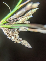 Fimbristylis