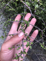 Coprosma wallii