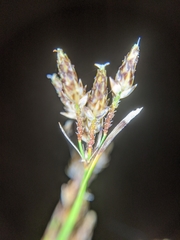 Fimbristylis