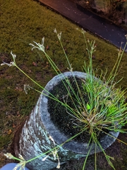 Fimbristylis