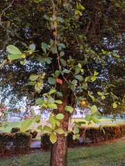 Terminalia buceras