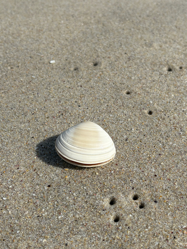 Spisula solida