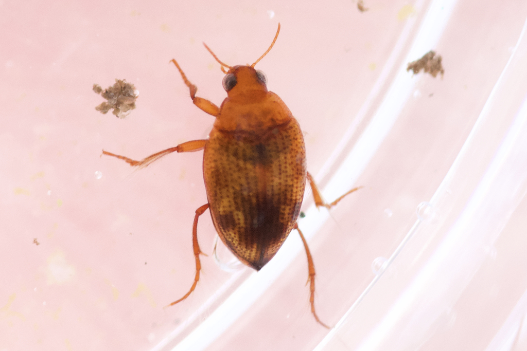 Haliplus longulus