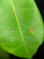 Terminalia buceras