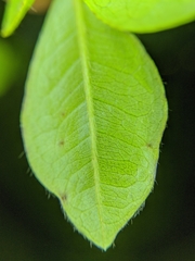 Terminalia buceras