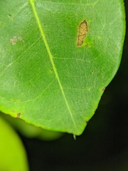 Terminalia buceras