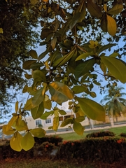 Terminalia buceras