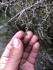 Coprosma obconica