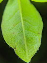 Terminalia buceras