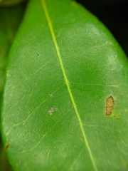 Terminalia buceras