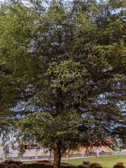 Terminalia buceras