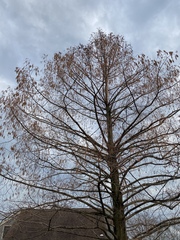 Metasequoia