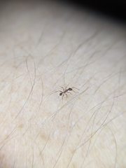 Pheidole