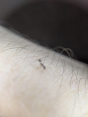 Pheidole