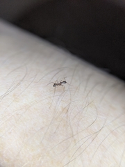 Pheidole