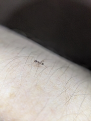 Pheidole