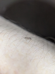 Pheidole
