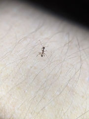 Pheidole
