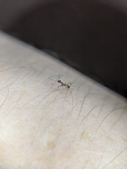 Pheidole