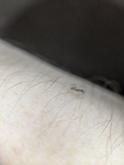 Pheidole