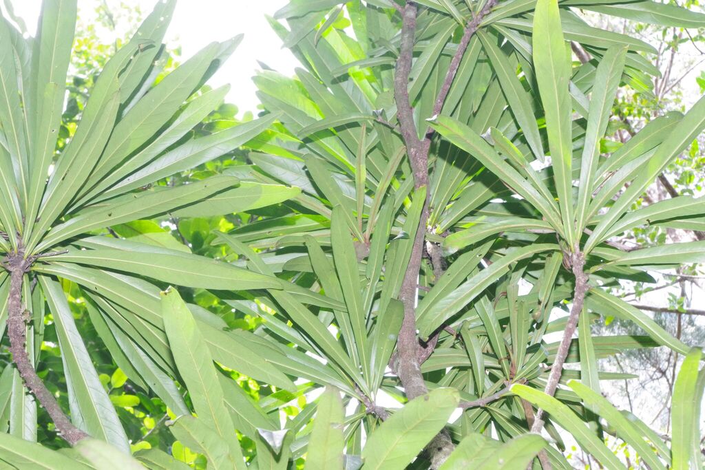 Planchonella pronyensis