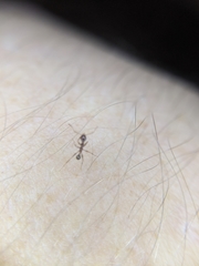 Pheidole