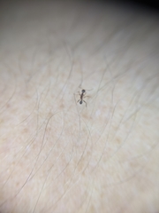 Pheidole