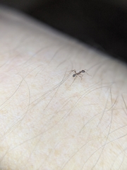 Pheidole