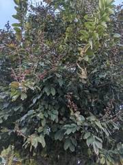 Lagerstroemia speciosa