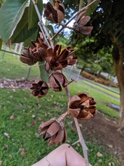 Lagerstroemia speciosa