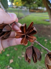 Lagerstroemia speciosa