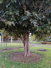 Lagerstroemia speciosa
