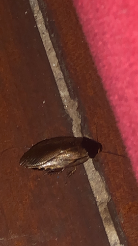 Surinam Cockroach