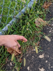 Setaria