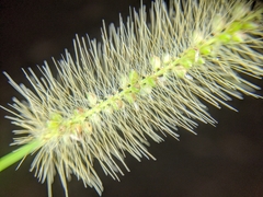 Setaria