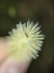 Setaria