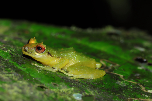 Peters' Robber Frog, Pristimantis petersi