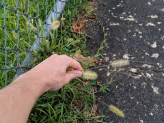 Setaria
