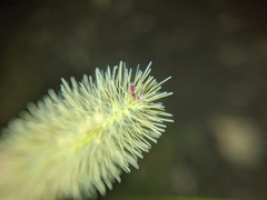 Setaria