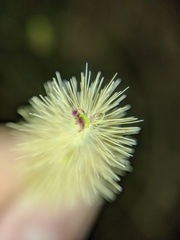 Setaria