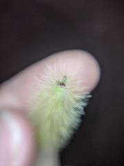 Setaria