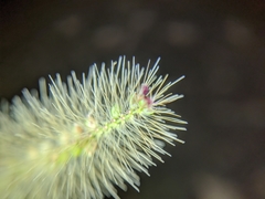 Setaria