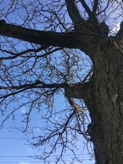 Gleditsia triacanthos