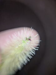 Setaria