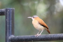 Furnarius leucopus