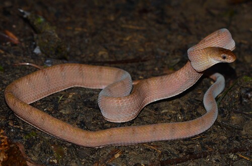 Diamondback Night Stalker