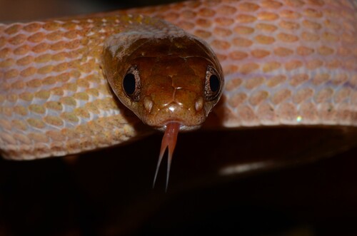 Diamondback Night Stalker
