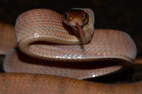 Diamondback Night Stalker
