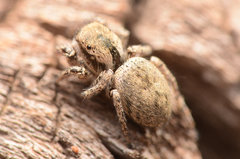 Habronattus clypeatus